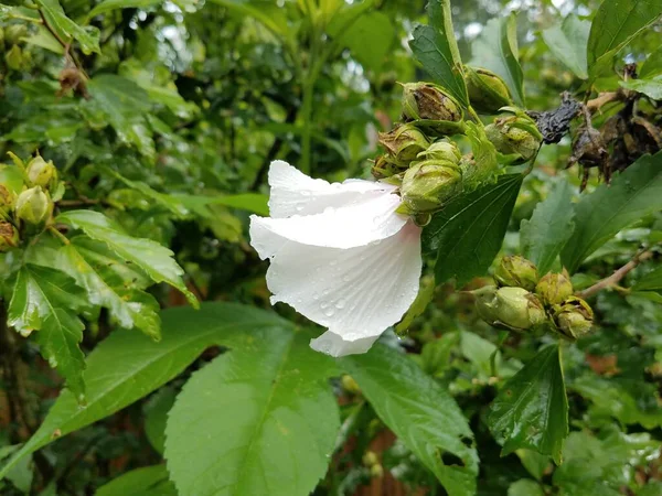 Eine Weiße Blume Regen Mit Tropfen Und Grünen Blättern — Stockfoto
