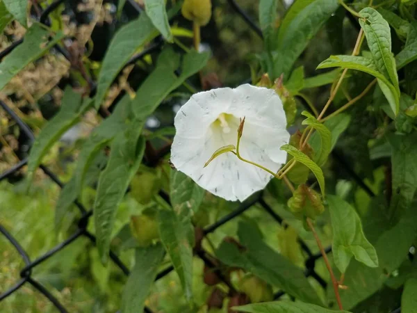 Weiße Blume Auf Grünem Rebstock Zaun — Stockfoto