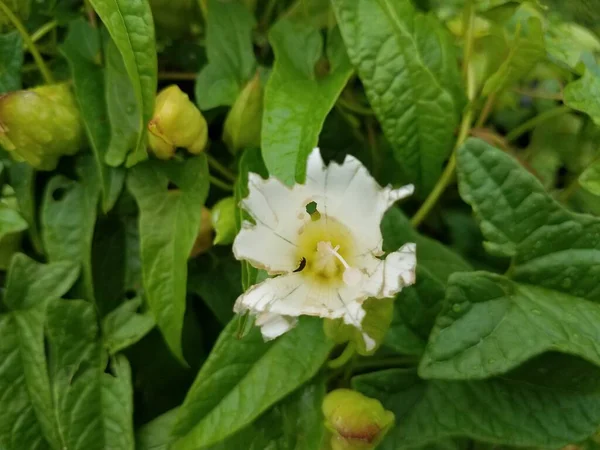 Flor Branca Planta Videira Verde Longo Uma Cerca — Fotografia de Stock