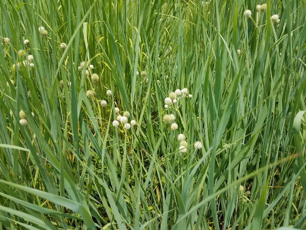 Weiße Blume Pflanze Mit Vielen Grünen Trieben — Stockfoto