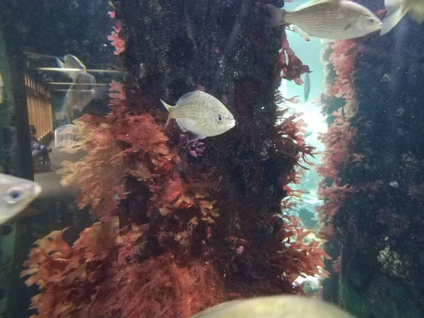 Witte Vissen Paarse Planten Het Water Aquarium — Stockfoto