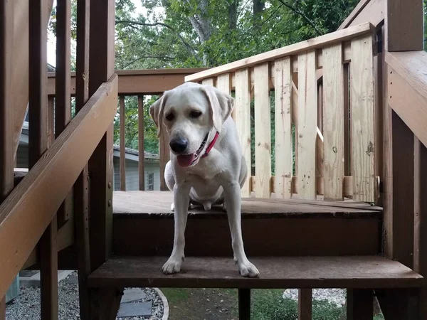 Cachorro Blanco Con Cuello Rojo Parte Superior Escaleras Madera Escalones —  Fotos de Stock