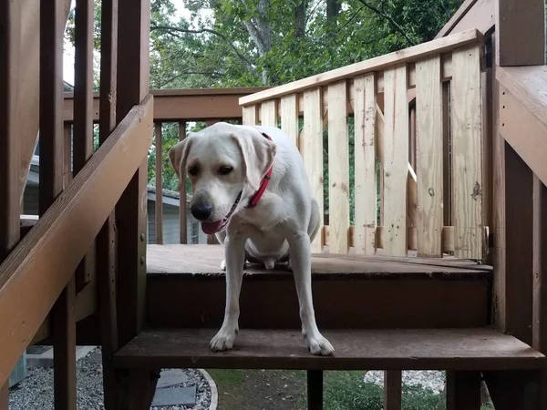 Ahşap Merdivenlerde Merdivenlerde Kırmızı Yakalı Beyaz Köpek Yavrusu — Stok fotoğraf