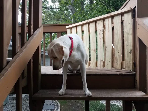 Cachorro Blanco Con Cuello Rojo Parte Superior Escaleras Madera Escalones —  Fotos de Stock