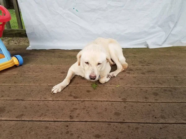 Chien Fourrure Blanche Sur Pont Bois Marron Humide — Photo