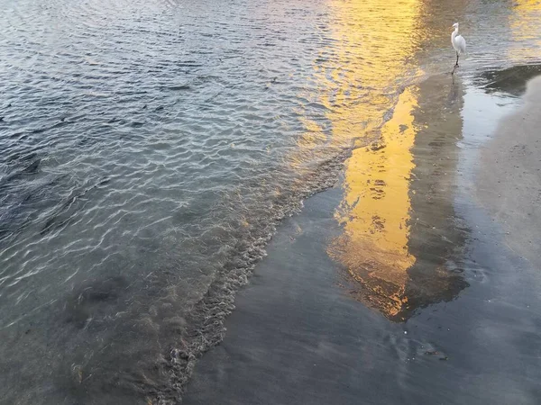 Grúa Blanca Pez Sábalo Agua Guancha Ponce Puerto Rico — Foto de Stock