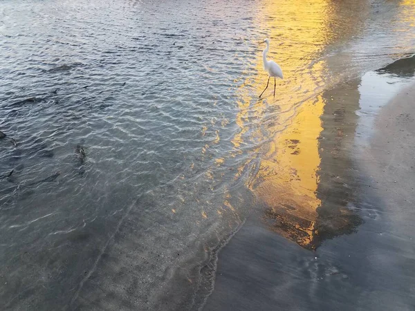 Bílý Jeřáb Pták Tarpon Ryby Vodě Guancha Ponce Puerto Rico — Stock fotografie