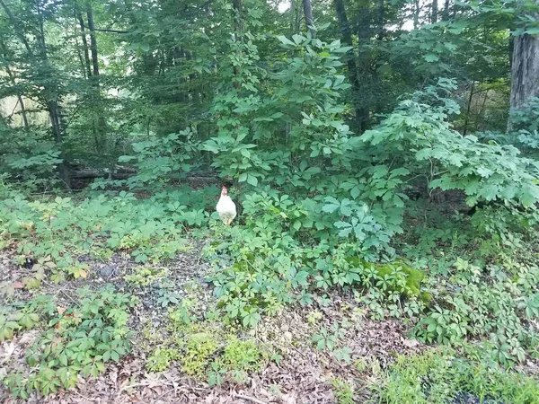 Poulet Blanc Les Bois Forêt Avec Des Arbres Verts — Photo