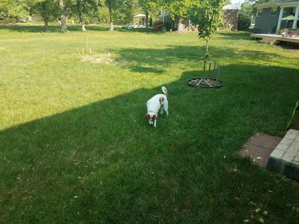 Beyaz Kahverengi Köpek Yeşil Çimlerin Üzerinde — Stok fotoğraf