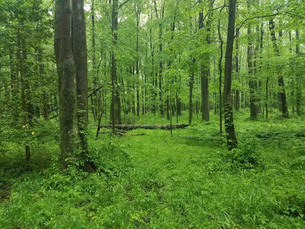Feuchter Grüner Wald Oder Wald Mit Vielen Bäumen Und Pflanzen — Stockfoto