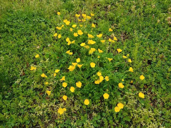 Planta Verde Con Flores Amarillas Hierbas Verdes Césped — Foto de Stock