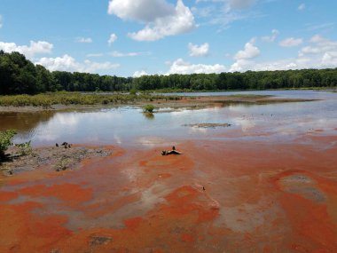 Bir bataklık ya da bataklık bölgesinde kırmızı algler, su ve çamur