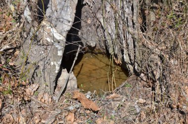 Kurbağa ya da kurbağa dolu ağaç gövdesindeki su.
