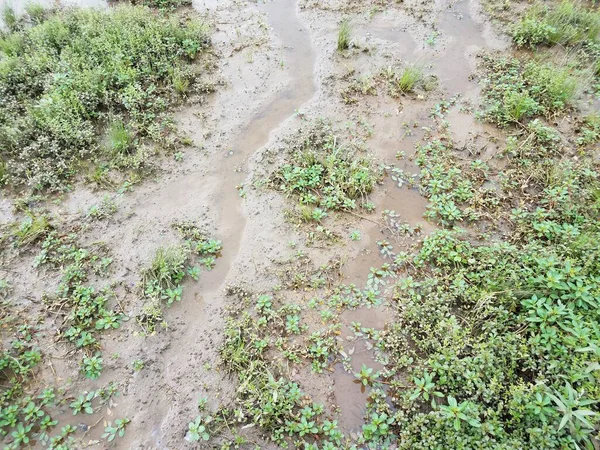 Água Lama Plantas Verdes Zonas Húmidas Pântano — Fotografia de Stock