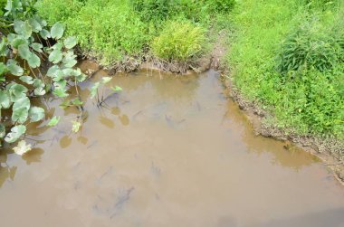 Çamurlu su ya da sulak arazide yeşil bitkilerle dolu dere