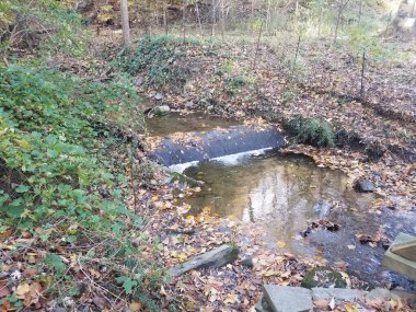 Şelalesi, yaprakları ve bitkileri olan küçük nehir ya da dere