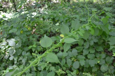 Yeşil yapraklı ya da sarmaşıklı bitkiler.
