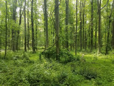 Yeşil ormandaki bir ağaçta istilacı sarmaşıklar