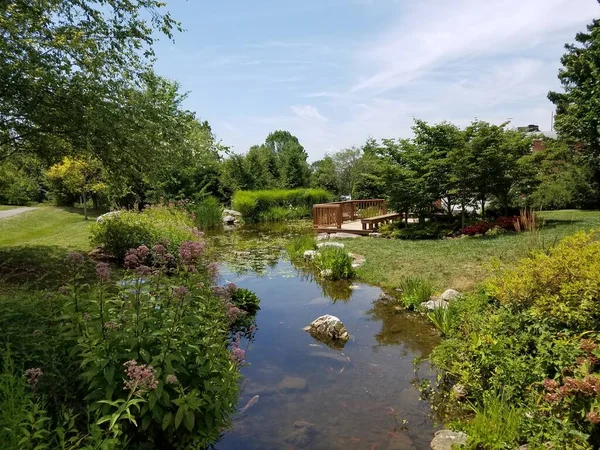 Small Pond Many Flowers Wood Observation Platform — Stock Photo, Image