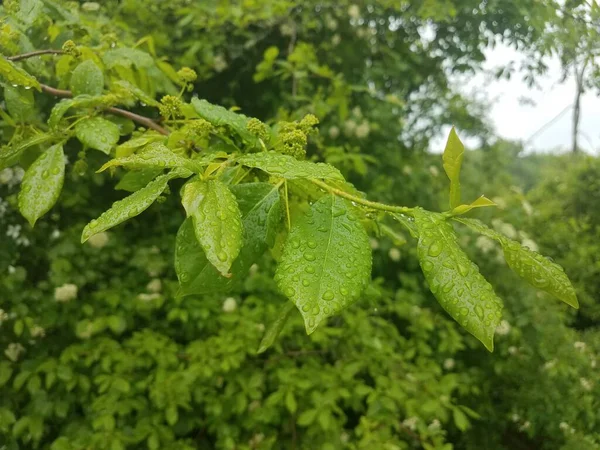 湿った緑の葉を持つ植物に水が落ちる — ストック写真