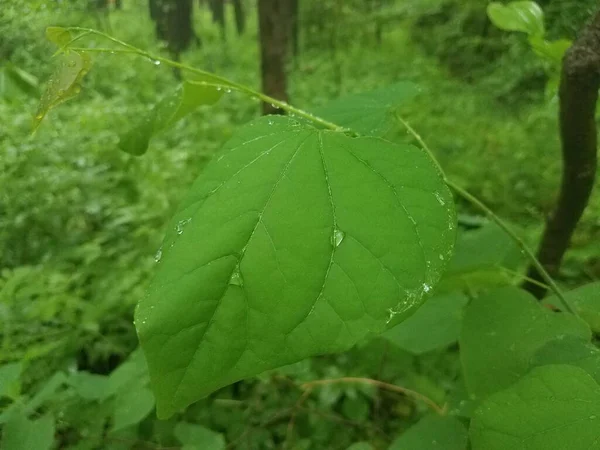 湿った緑の葉を持つ植物に水が落ちる — ストック写真