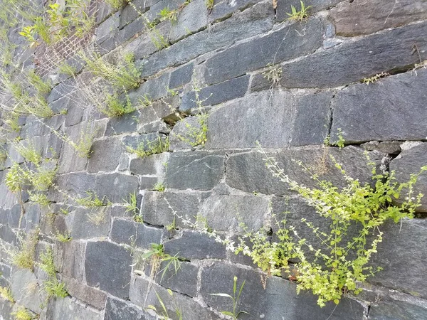 Muro Del Castillo Con Malas Hierbas Verdes Que Crecen Fuera — Foto de Stock