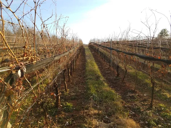 Plantas Vides Que Crecen Viñedo Con Postes Madera —  Fotos de Stock