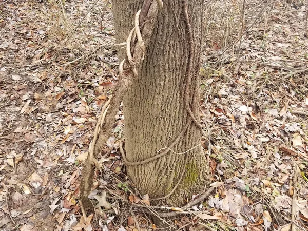 Vinrankor Lindade Runt Varandra Och Träd Skog Eller Skog — Stockfoto