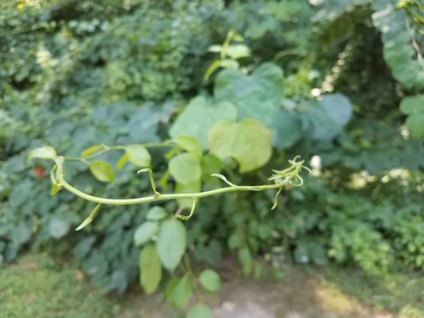 Vignes Vertes Poussant Dans Forêt Avec Nombreuses Feuilles — Photo