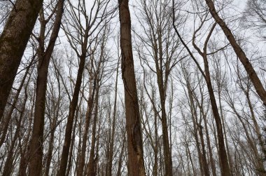 Ormandaki ya da ormandaki ağaç gövdesinde yetişen asma otu.