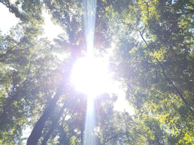Ormandaki ya da ormandaki ağaçlarla parlayan güneşe bakıyorum.