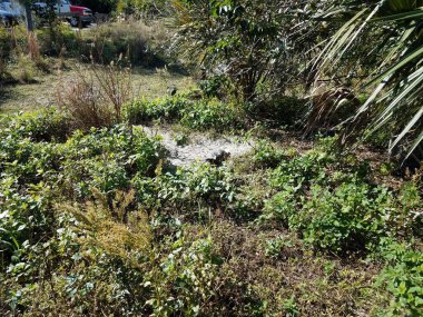 Kaplumbağa ya da kaplumbağa yeşil bitkiler ve yapraklarla kumda.