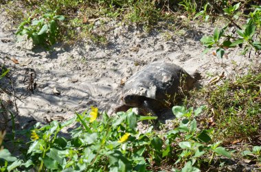Kabuklu gri kaplumbağa ve yeşil yapraklı bitkiler ve kum.