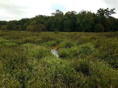 Deredeki kaplumbağa ve kabuk veya su ve sulak alandaki yeşil otlar veya bataklık bölgesinde