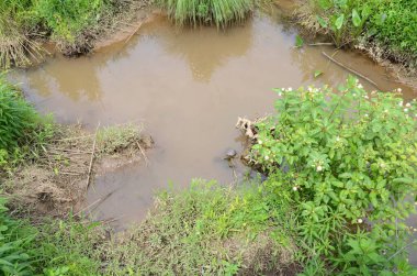 Çamurlu suyu olan yeşil kaplumbağa mı yoksa sulak alanda yeşil bitkileri olan akarsu mu?