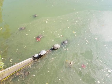 Kirli sularda bir parça tahtanın üzerindeki kaplumbağalar.