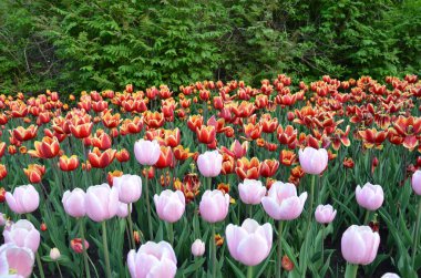 Pembe ve kırmızı lale çiçekleri İlkbaharda yeşil yapraklarla açarlar