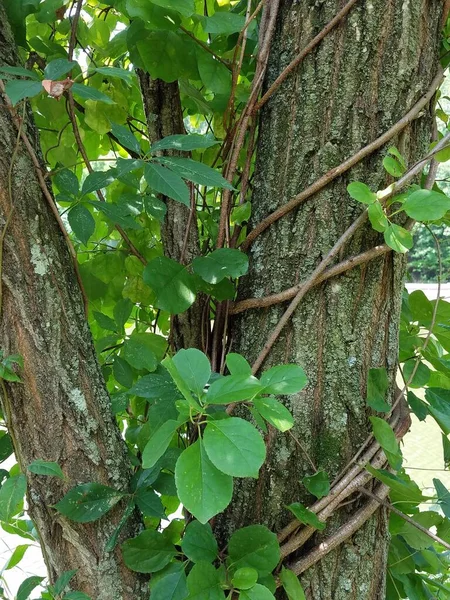 thin vine wrapped around a tree with green leaves