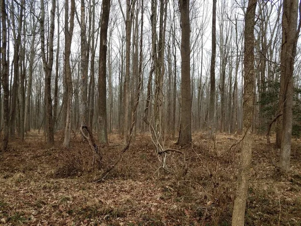 Videiras Invasoras Envoltas Árvores Florestas Bosques — Fotografia de Stock