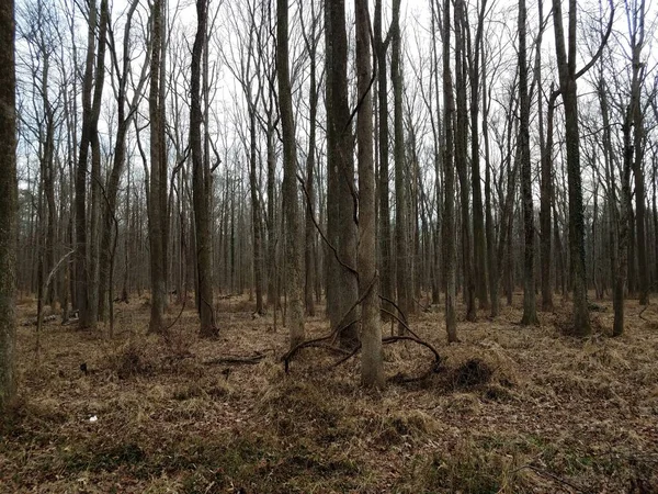 Invasiva Vinstockar Lindade Runt Träd Skog Eller Skog — Stockfoto