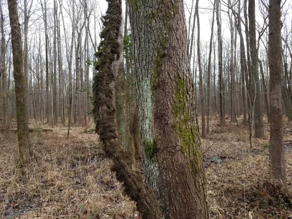 Vides Invasoras Envueltas Alrededor Árboles Bosques Bosques — Foto de Stock