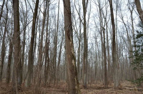 Vinstockar Ogräs Som Växer Trädstam Skogen Eller Skogen — Stockfoto