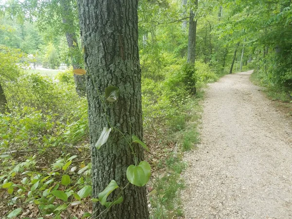 Erba Vite Con Spine Che Crescono Sul Tronco Albero — Foto Stock