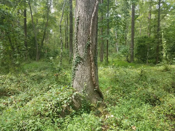 Baum Mit Invasivem Rebenkraut Klettert Grünen Wäldern Oder Wäldern — Stockfoto