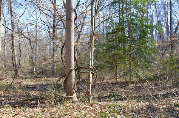 Vinstockar Som Växer Träd Skog Eller Skog Med Fallna Blad — Stockfoto