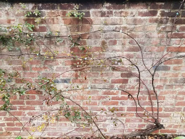 Pared Ladrillo Rojo Con Vid Creciendo Hojas Verdes — Foto de Stock