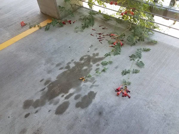 Flores Naranjas Vid Verde Creciendo Espacio Estacionamiento — Foto de Stock