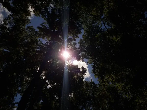 Ser Upp Den Ljusa Solen Med Träd Skogen Eller Skogen — Stockfoto