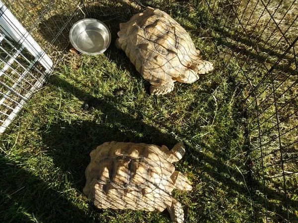 Две Большие Черепахи Клетке Траве — стоковое фото