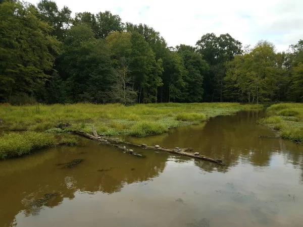 Schildkröten Auf Holzstämmen Wasser Feuchtgebieten Oder Sumpfgebieten — Stockfoto